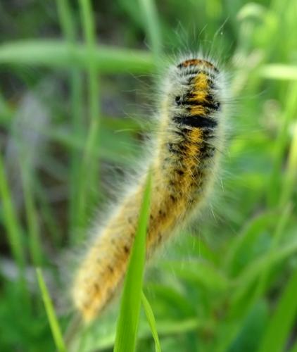 Lasiocampa trifolii